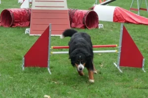 Lire la suite à propos de l’article Les Jeux pour maître et chien en compétition