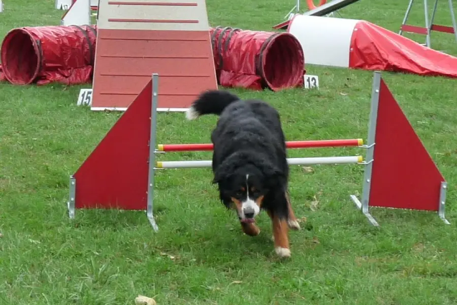 You are currently viewing Les Jeux pour maître et chien en compétition