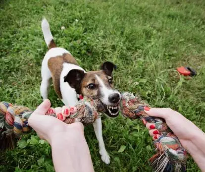chien qui joue avec son maître, jeu de tirage avec une corde