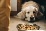 Grace à des cours d'éducation, travaillez l'attente à votre chien. Cette apprentissage lui permettra de gérer sa frustration et ses émotions. Ces exercices au calme lui permettent d'obtenir satisfaction et aide à corriger les troubles du comportement canin