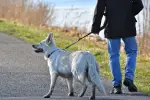 Travailler le renoncement est une aide pour diminuer les troubles du comportement canin. Cela permet au chien une autre issue de réaction à un stimuli donné, en se reconnectant avec vous. Cours d'éducation et troubles du comportement canin