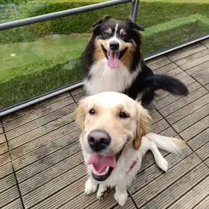 Éducateur comportementaliste canin à Lille, bilan d'évaluation du comportement