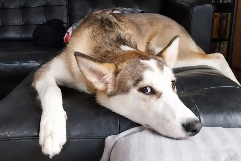 Bricole chien accompagné en adoption