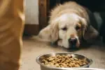 Grace à des cours d'éducation, travaillez l'attente à votre chien. Cette apprentissage lui permettra de gérer sa frustration et ses émotions. Ces exercices au calme lui permettent d'obtenir satisfaction et aide à corriger les troubles du comportement canin