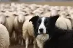 chien de bergers au travail comble sa nature et les besoins