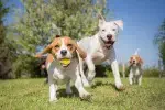 comment socialiser mon chien, interaction positive avec d'autre chien, lilyknine